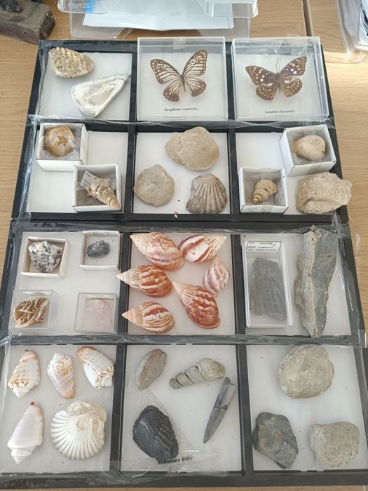 Fosseis, conchas, minerais e borboletas