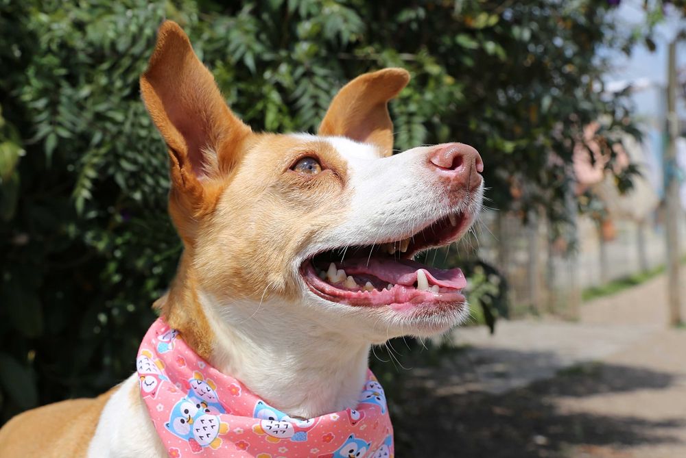 Caramela - cadela média para adoção