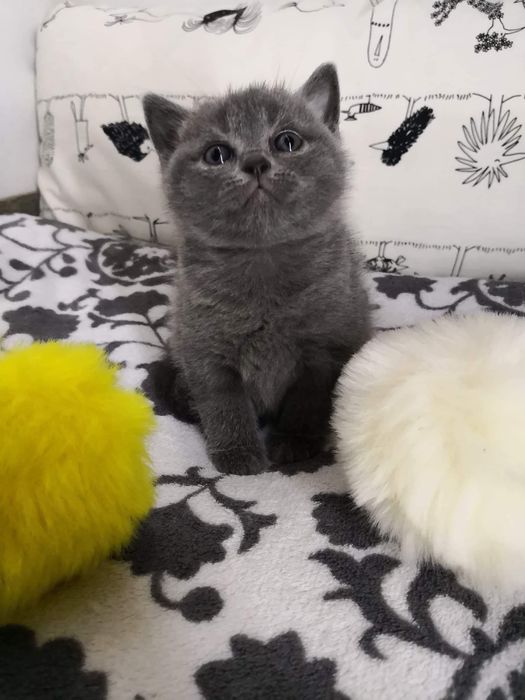 Kocurek Brytyjski Krótkowłosy