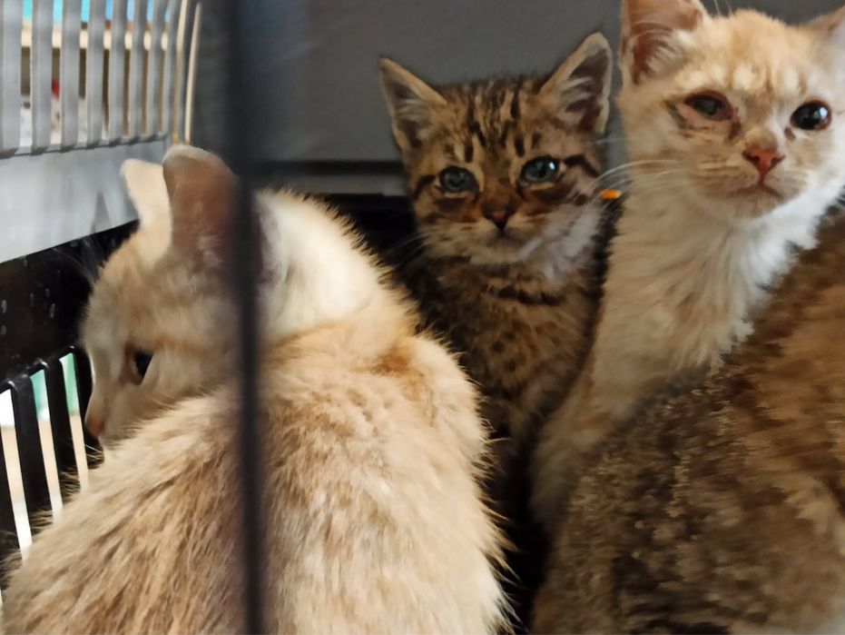 Kotki z koniecboru do adopcji