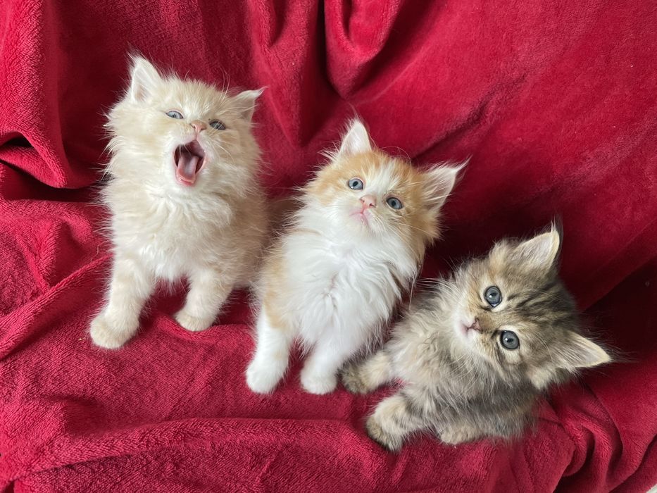 Кішка Ася, Кошенята
