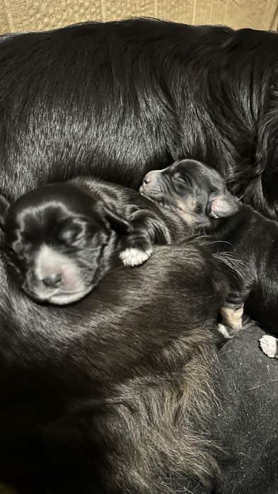 Щенки маленьки 2 дівчинки