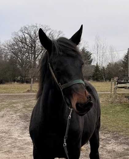 Klacz śląska z 2025