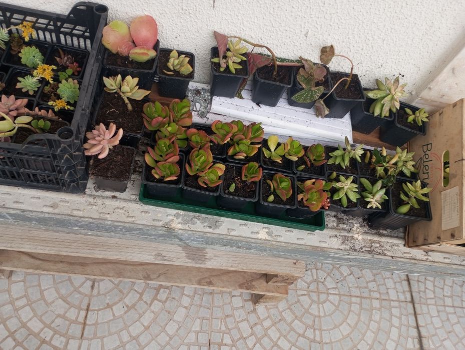 A maternidade das Sucolentas em vaso