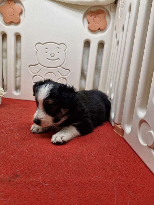 Border Collie suczka tri color