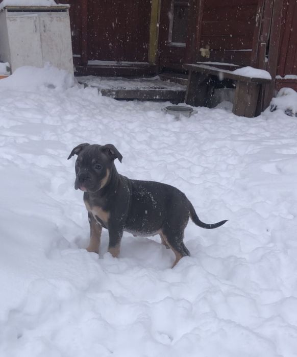 Булліняша, дівчисько справжня хуліганка