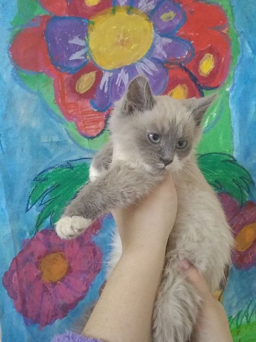 Невська Маскарадна