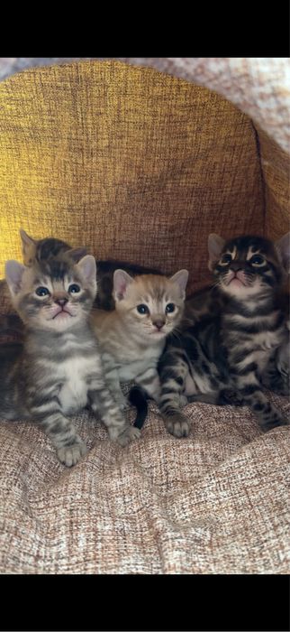 Бенгальські кошенята