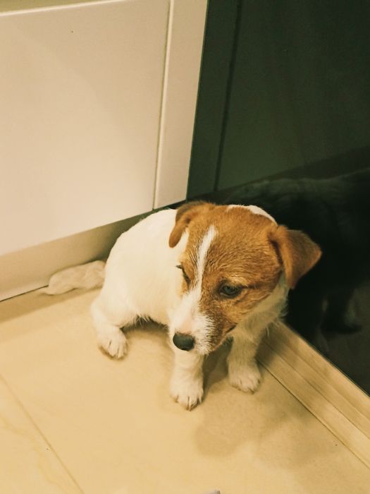 Jack Russell Terrier suczka