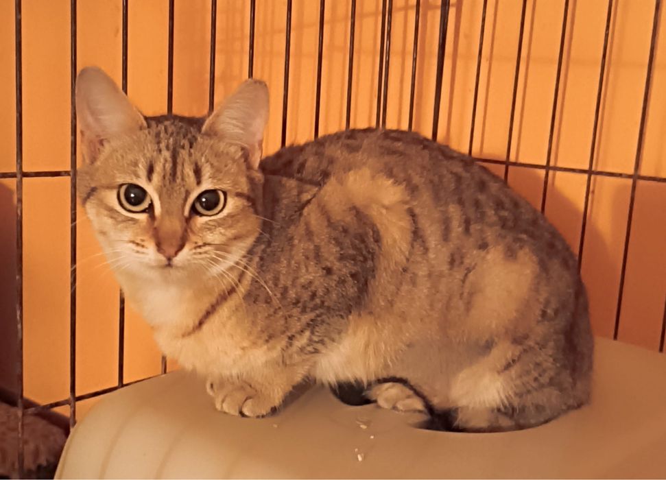 Gatinha Juvenil para Adoção!