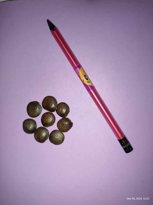 Семена Глициния китайская 10 шт. Насіння Гліцінія бузкова