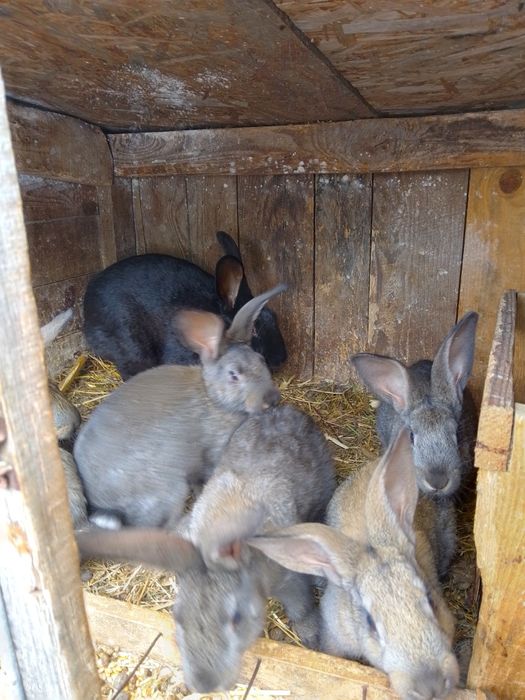 Кроленята мішана порода