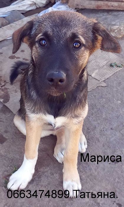 Неймовірни цуценя-полукровок шарпея.