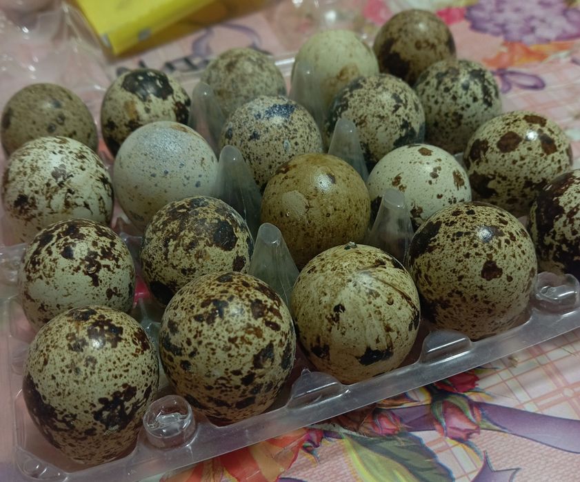 Продам инкубационное яйцо перепела
