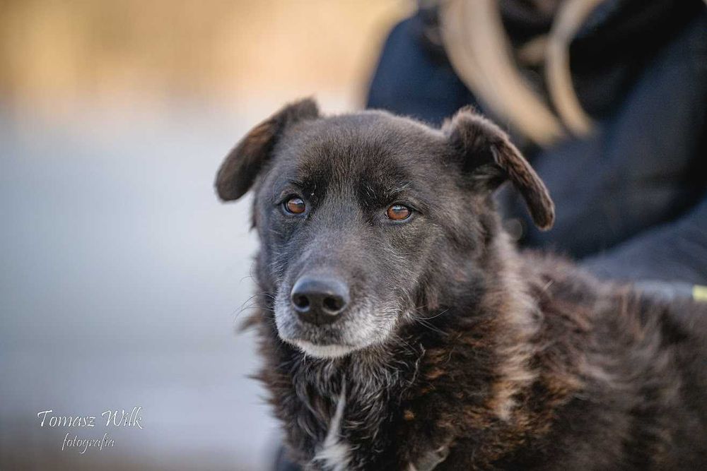 Daj seniorowi Robinowi kochający dom