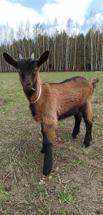 Koza alpejska rasowa