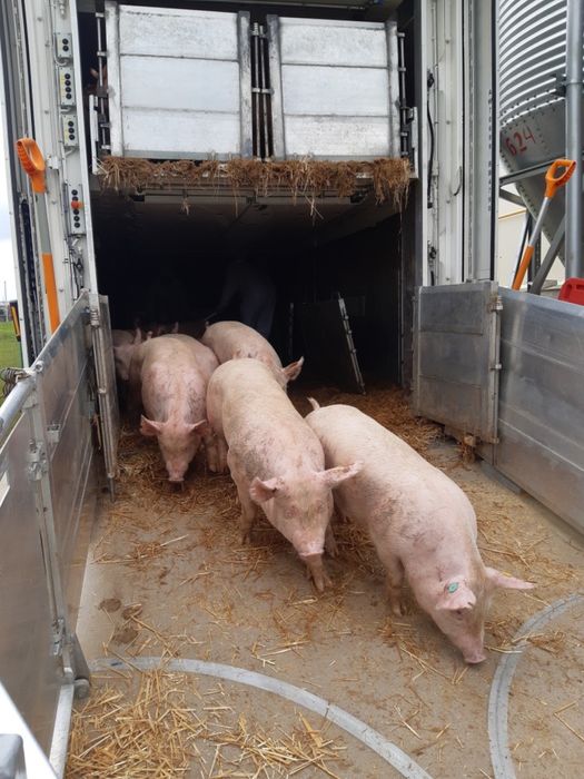 Свинокомплекс продає маленьких поросят оптом!