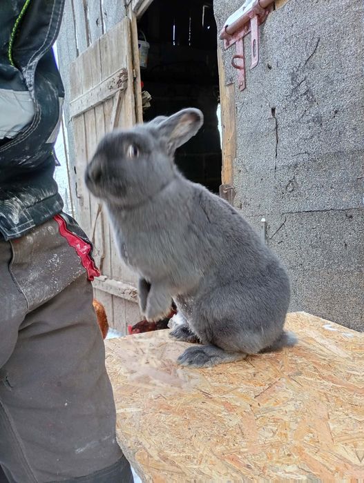 Kròlik samica wiedeńskie niebieskie
