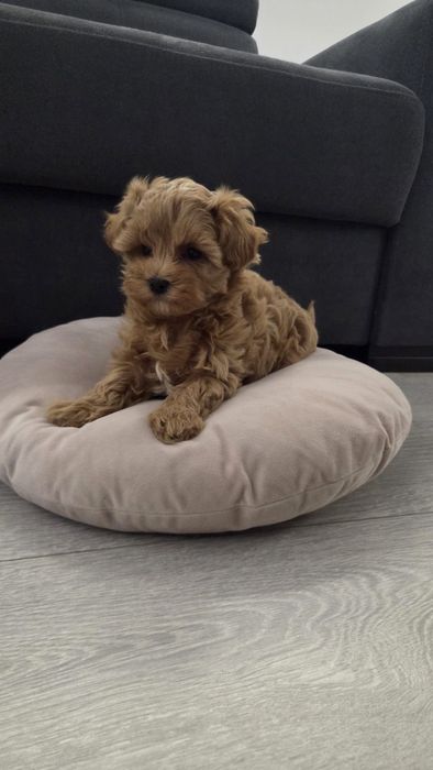 Maltipoo suczka