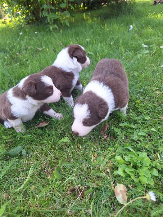 Border Collie dziewczynka Czekoladowo-Biała
