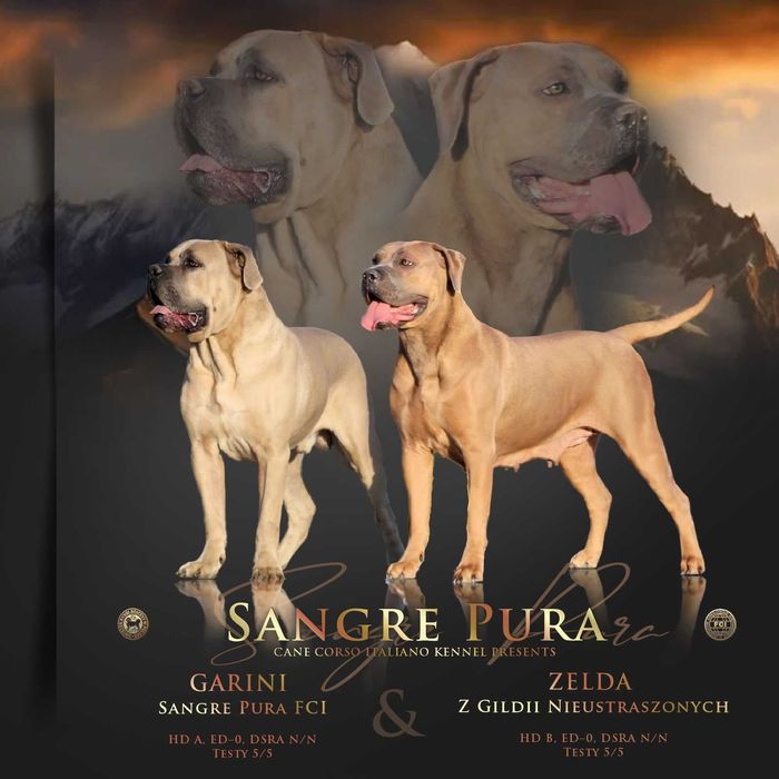 Suczka Formentino Cane Corso FCI