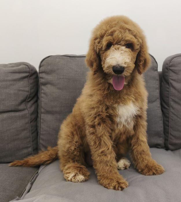 Urocza suczka pudel standart Giant.duży pudel.