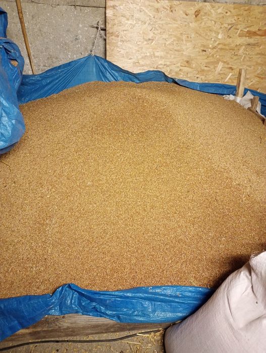 Sprzedaż tego roczne suche  zboża ,przenzyto owies ,owies