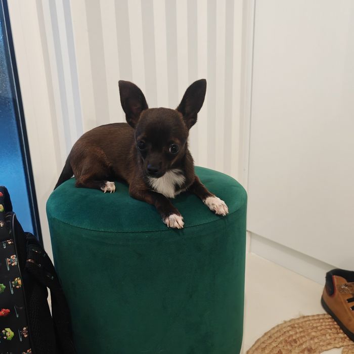Chihuahua sunia 5 mies rodowód chip Paszport sarenka
