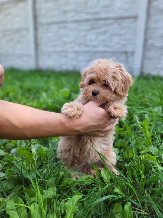 Мальтипу. Повністю підготовлена красуня мальтіпу