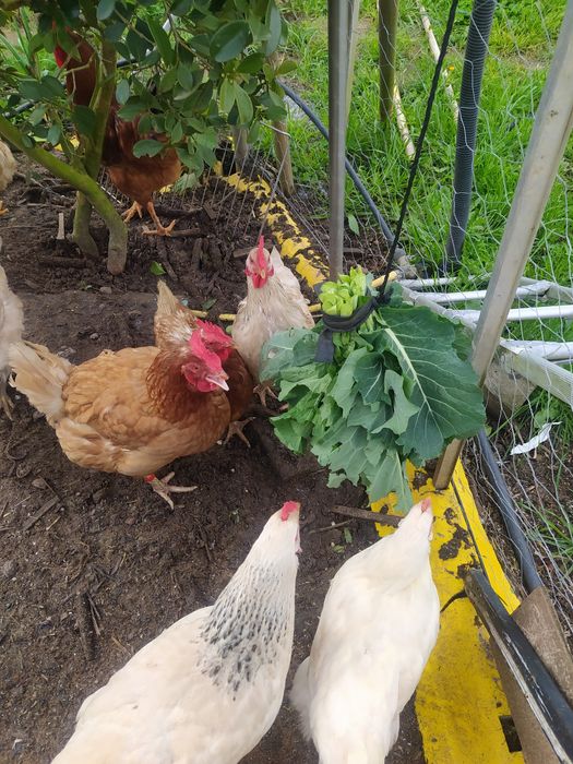 Ovos Galados, Galinhas, do campo.