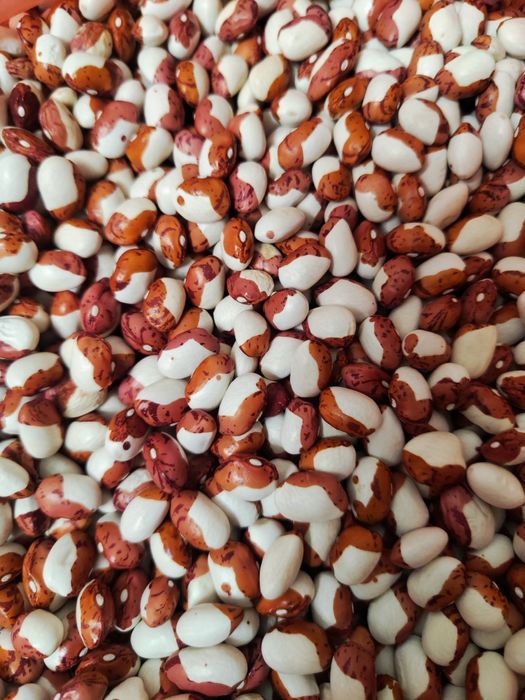 Квасоля червона шапочка 75 грн за кг