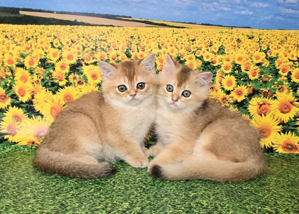 Сладкая парочка- золотые котята