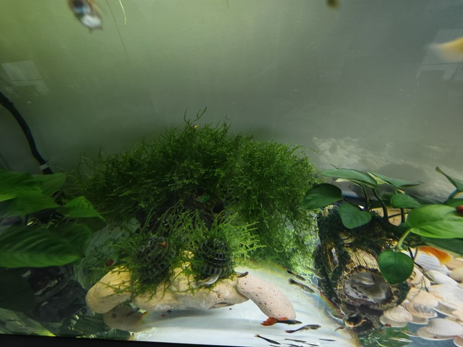 Musgo de Aquário (Java Moss / Musgo de Java) – Perfeito para Camarões e Alevins!
