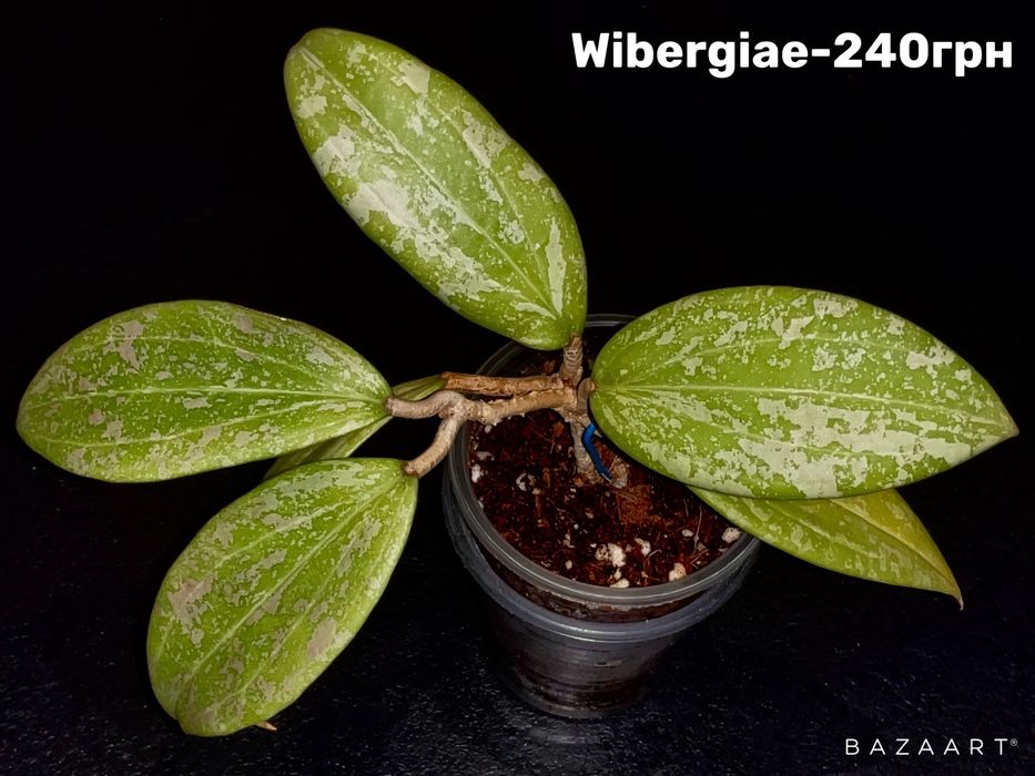 Хойя выбор сорта