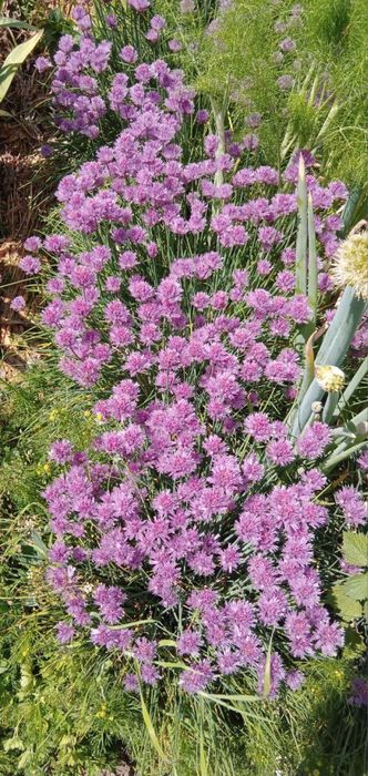 Іриси, цибулька, алліум