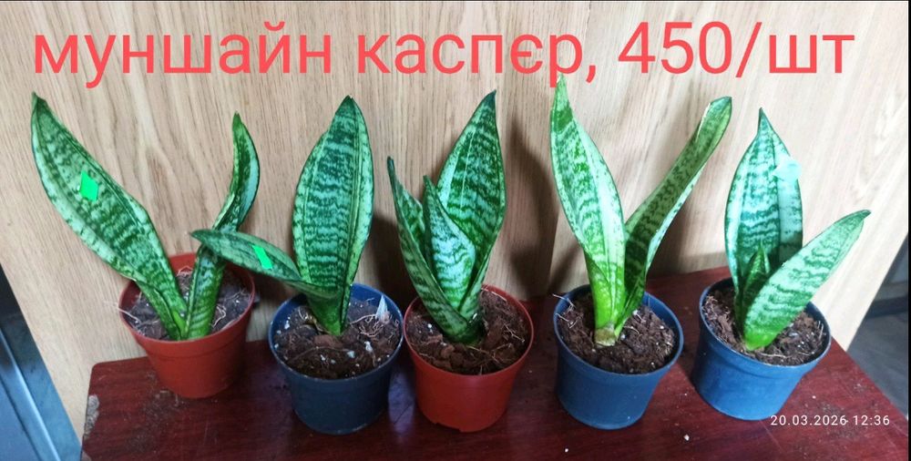 Бандед Нельсон санса і інші