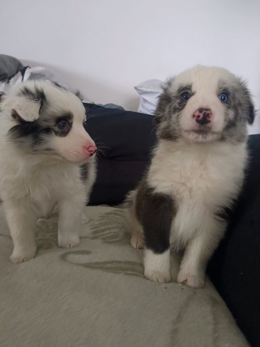 Suczka Border collie blue merle, niebieskie oko