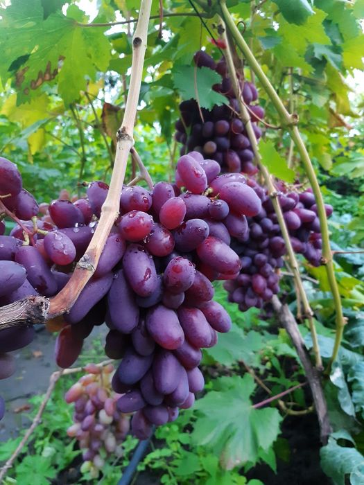 Саджанці винограду