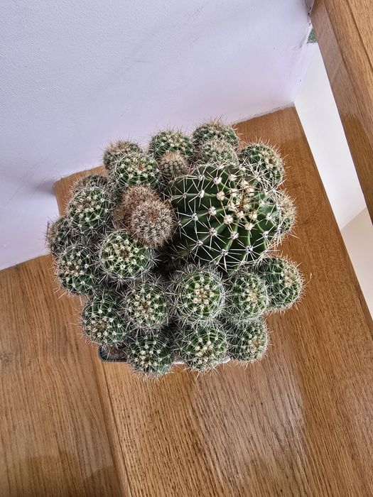 Кактуси композиція