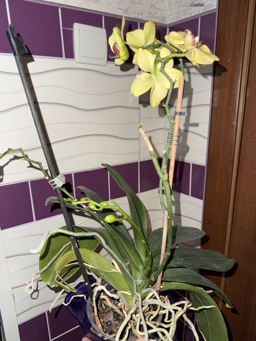 Орхі, орхідеї, орхидея, біла