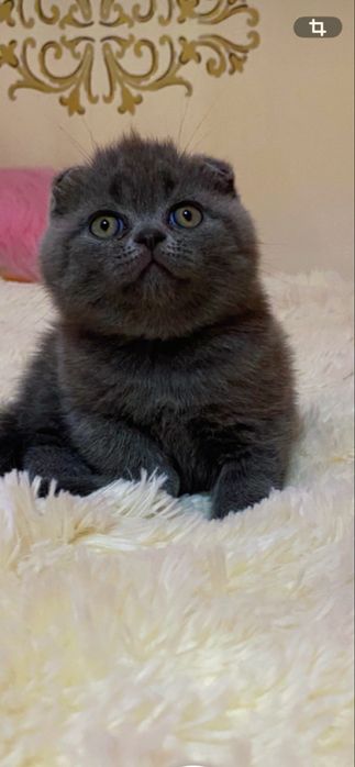 Шотландський висловухий красунчик