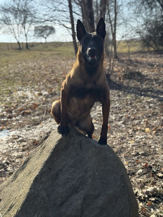 Owczarek Belgijski Malinois Szczenieta (FCI) Rezerwacje na 2027r!!!!