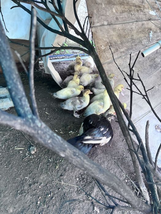 Patos  pequenos e grandes