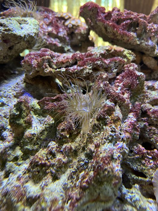 Терміново продам морські корали