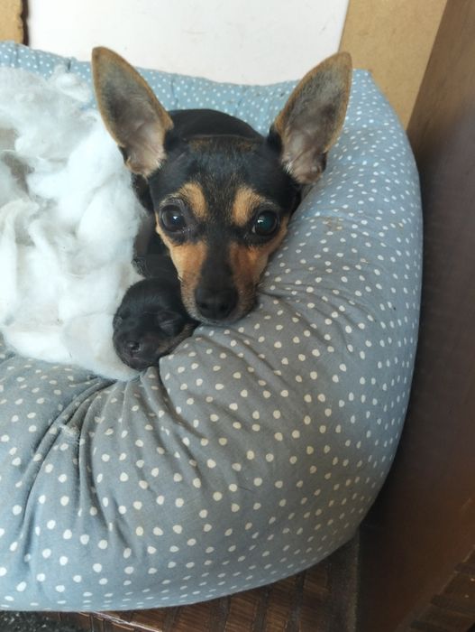 Цуценя Той-Тер'єр (дівчинка)