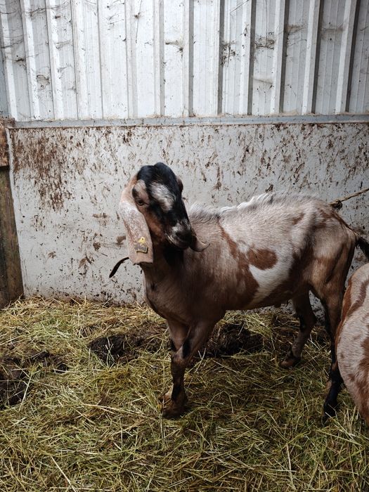 Venda Cabras Anglo Nubliano