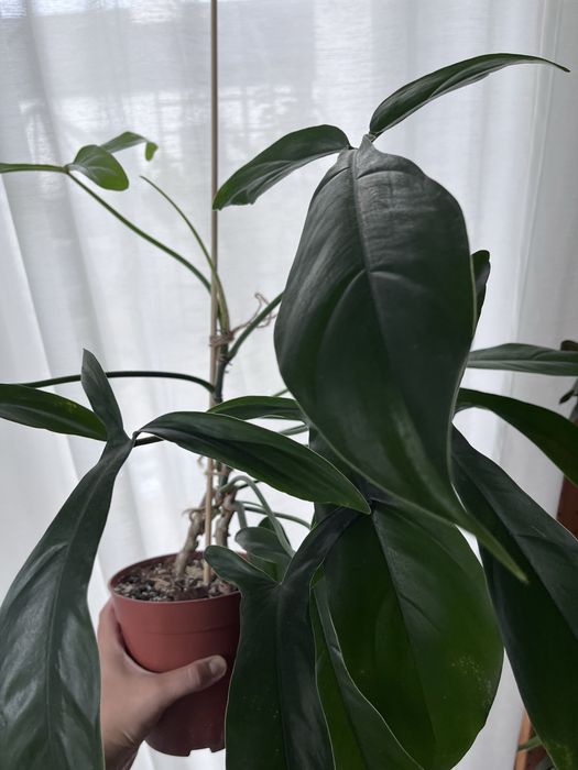 Philodendron 69686 Bette Waterbury