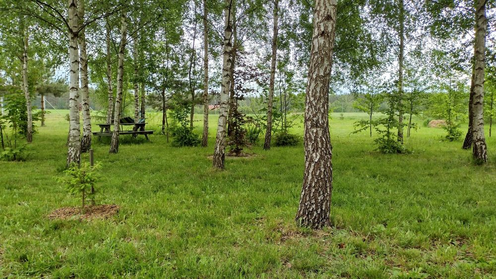 Działka Mazury - Warunki Zabudowy - prąd, ogrodzona - jeziora i lasy - Widok 5