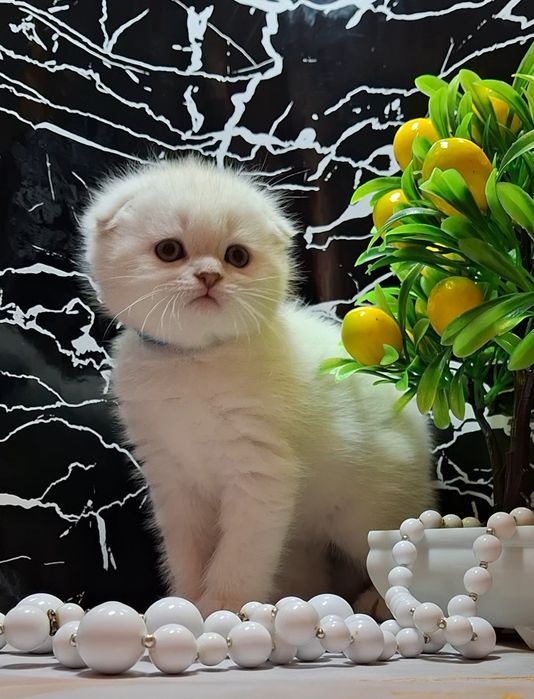 Голубоглазые котики