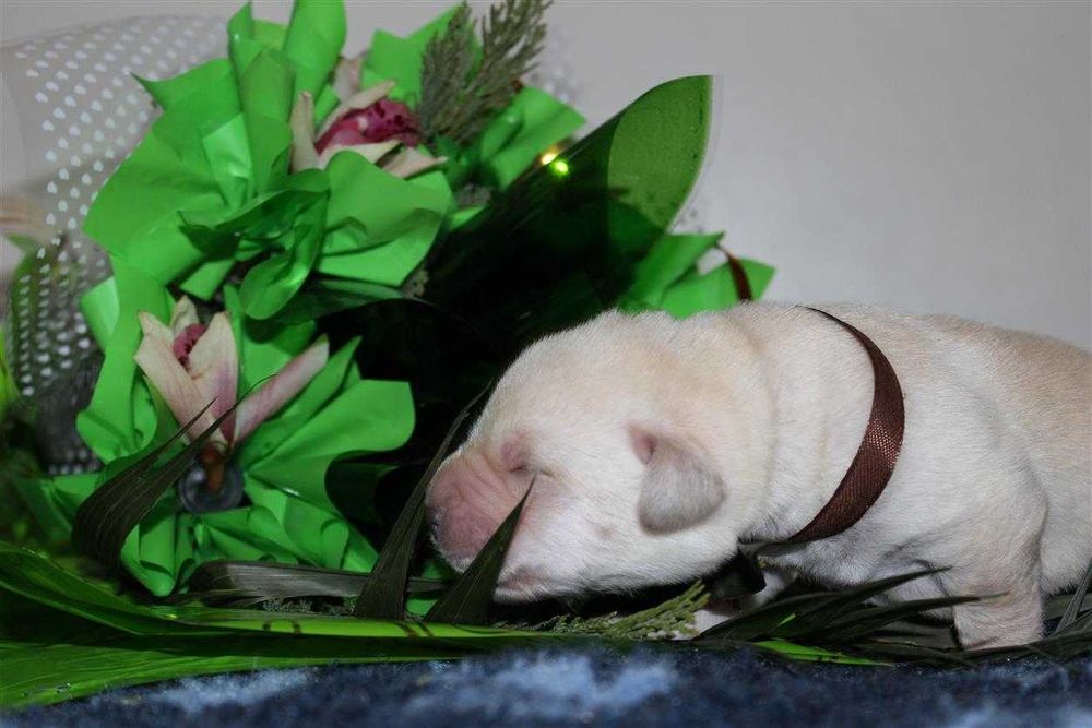 Лабрадор ретривер КСУ-FCI